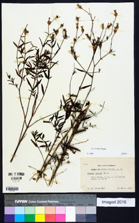 Rhexia nashii image