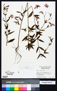 Rhexia nashii image