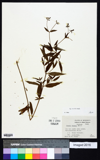 Rhexia nashii image