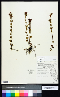 Rhexia nuttallii image