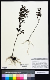 Rhexia parviflora image