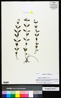 Rhexia parviflora image