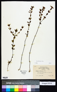 Rhexia petiolata image