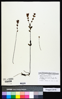 Rhexia petiolata image