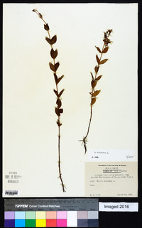 Rhexia virginica image