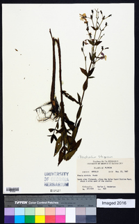 Image of Brachyotum strigosum