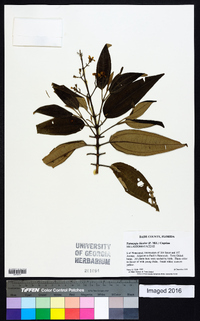 Tetrazygia bicolor image