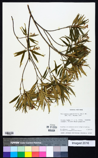 Tetrazygia angustifolia image