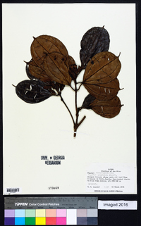 Topobea watsonii image