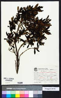 Trembleya parviflora image