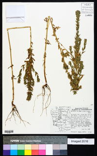 Epilobium densiflorum image