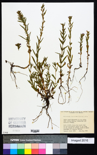 Epilobium densiflorum image