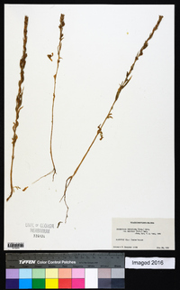 Epilobium densiflorum image