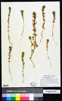 Epilobium pygmaeum image