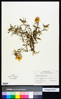 Calylophus berlandieri image