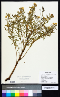 Oenothera serrulata image