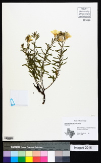 Oenothera serrulata image