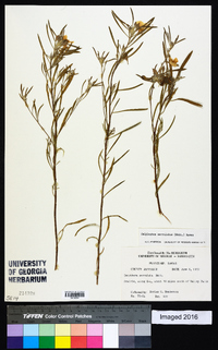 Oenothera serrulata image