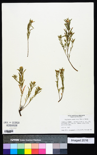 Oenothera serrulata image