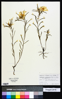 Oenothera serrulata image