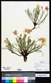 Calylophus lavandulifolius image