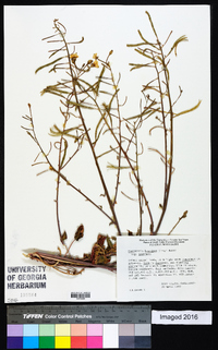 Chylismia brevipes subsp. brevipes image