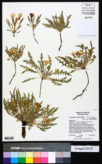 Taraxia tanacetifolia image