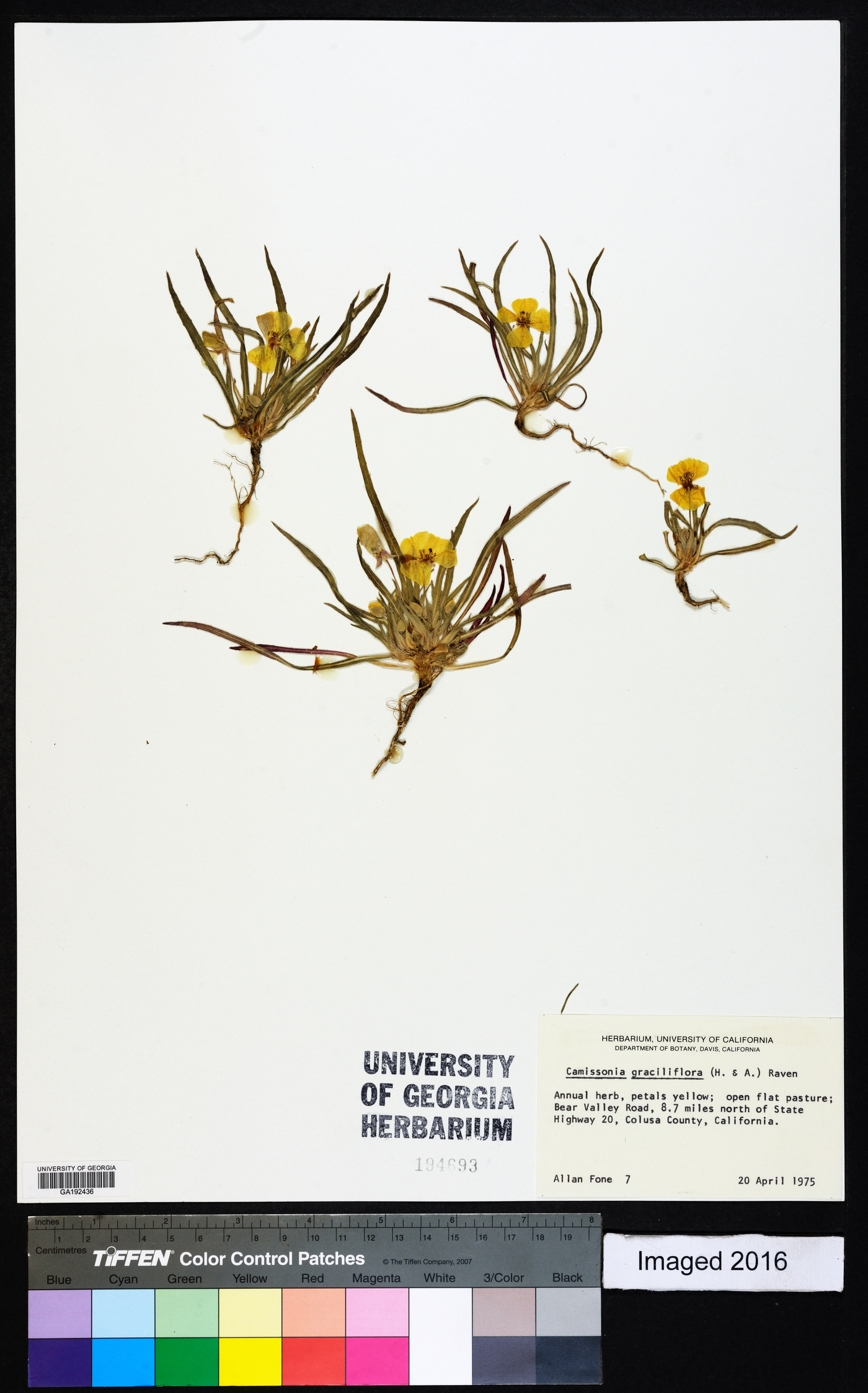 Camissonia graciliflora image