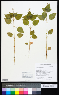 Circaea alpina image