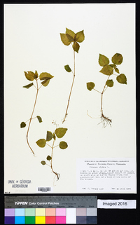 Circaea alpina image