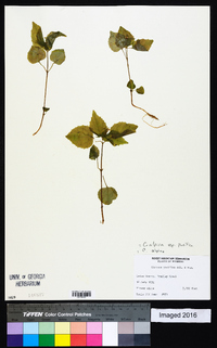 Circaea alpina image