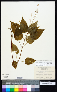 Circaea canadensis image