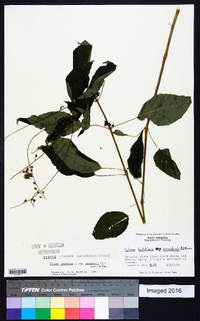 Circaea canadensis image