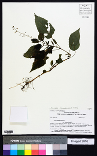 Circaea canadensis image