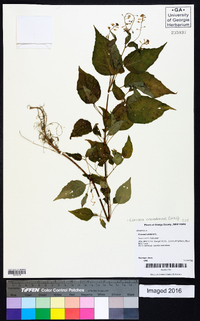 Circaea canadensis image