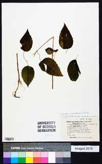 Circaea canadensis image