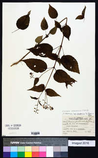 Circaea canadensis image