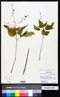 Circaea canadensis image