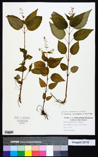 Circaea canadensis image