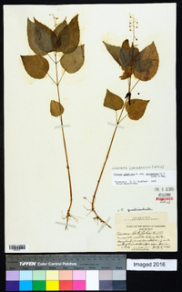 Circaea canadensis image