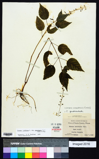 Circaea canadensis image