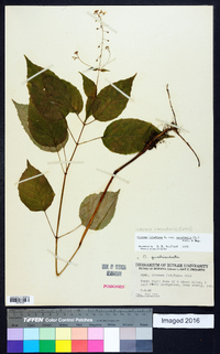 Circaea canadensis image