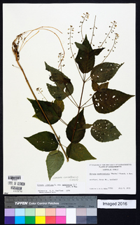 Circaea canadensis image