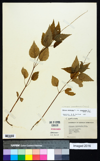 Circaea canadensis image