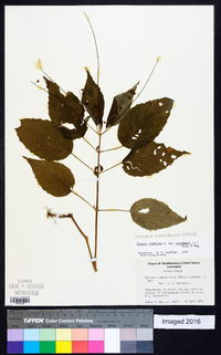 Circaea canadensis image