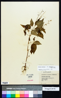 Circaea canadensis image