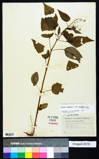 Circaea canadensis image