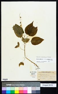 Circaea canadensis image