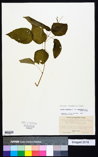 Circaea canadensis image