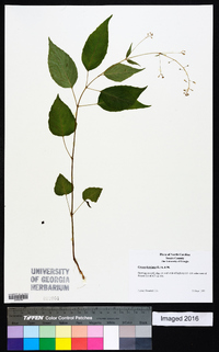 Circaea canadensis image